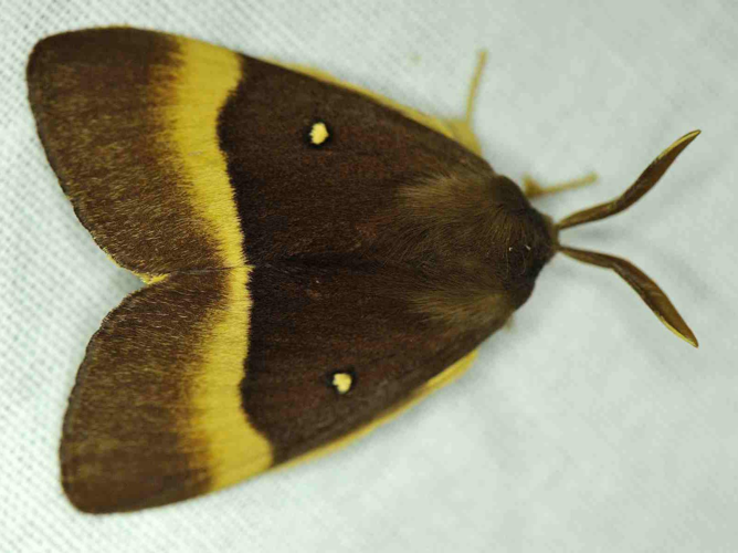 Lasiocampa quercus &copy; MATHOT William