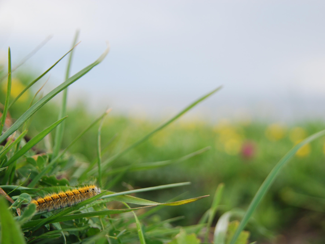 Lasiocampa trifolii &copy; VERLEY Céline