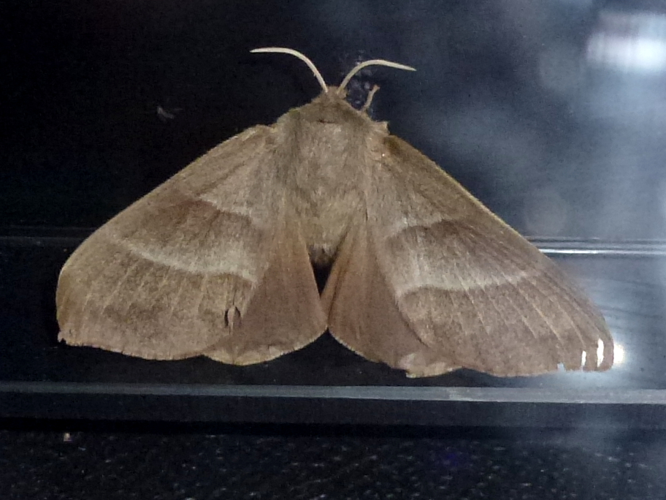 Macrothylacia rubi &copy; MAILLIER Sébastien