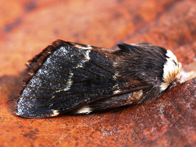 Poecilocampa populi &copy; LETHEVE Xavier