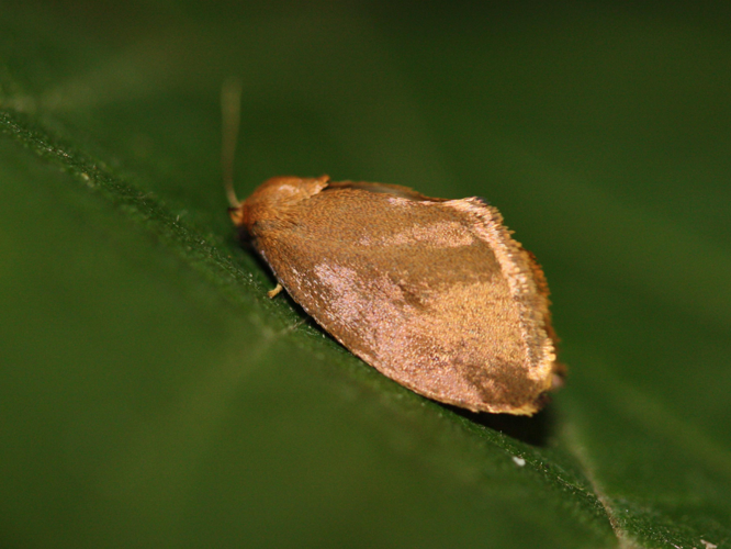 Heterogenea asella &copy; LETHEVE Xavier