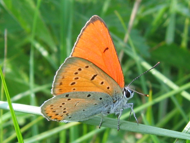 Lycaena dispar &copy; MAILLIER Sébastien
