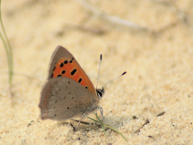 Lycaena phlaeas &copy; HERMANT Thomas