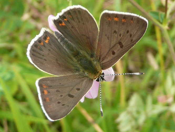Heodes tityrus &copy; MAILLIER Sébastien