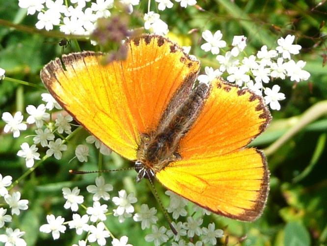 Heodes virgaureae &copy; MAILLIER Sébastien