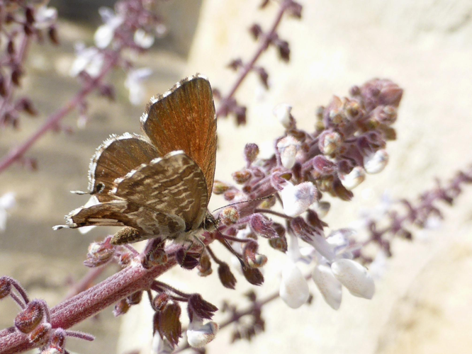 Cacyreus marshalli &copy; LETHEVE Xavier