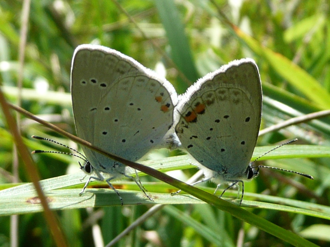 Everes argiades &copy; MAILLIER Sébastien