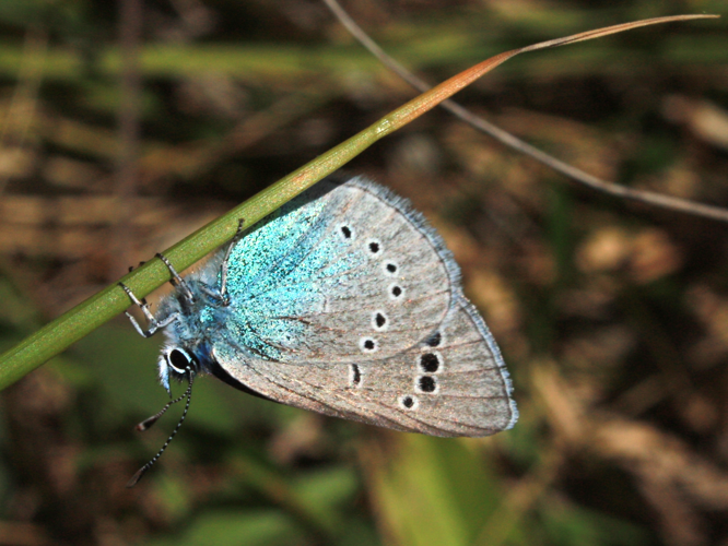 Glaucopsyche alexis &copy; HERMANT Thomas