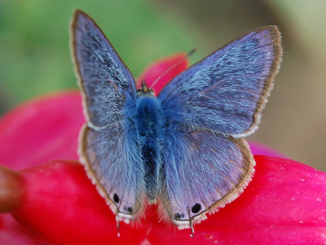 Lampides boeticus &copy; VANSTEENE Nicolas