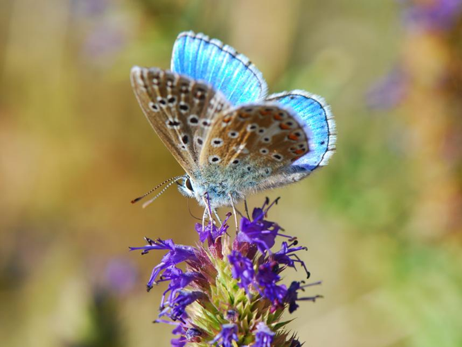 Polyommatus bellargus © BOURG Sylvain