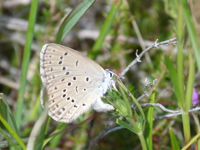 Maculinea alcon alcon &copy; ADAM David