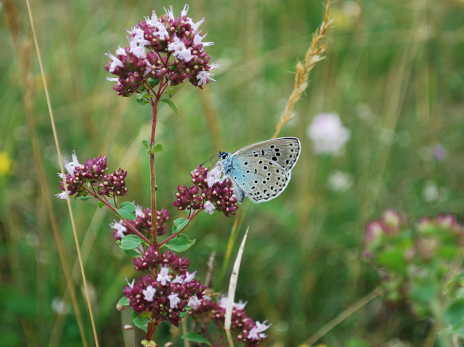 Maculinea arion &copy; GERARD Thibaut