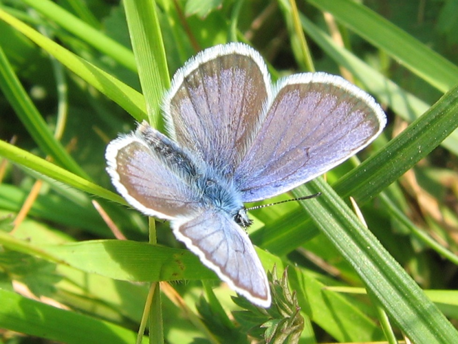 Plebejus argus &copy; MAILLIER Sébastien (CSNP)