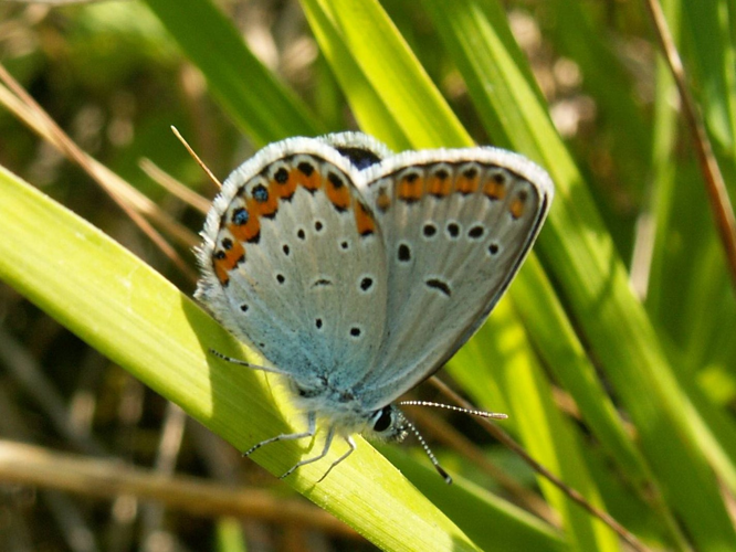 Plebeius argyrognomon &copy; DUTOUR Lucie