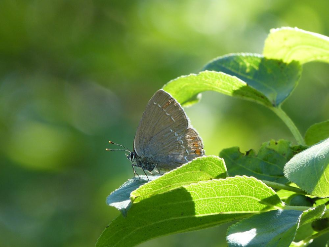 Satyrium ilicis &copy; BARBIER Simon