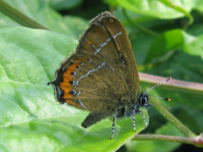 Satyrium pruni &copy; MAILLIER Sébastien (CSNP)