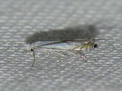 Lyonetia prunifoliella &copy; BARBIER Simon