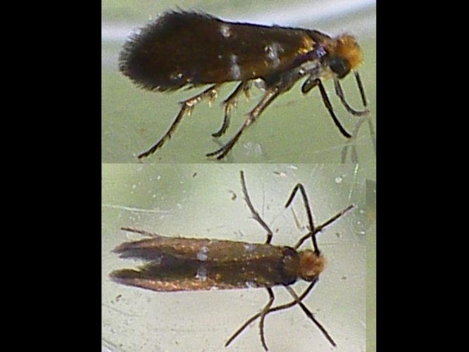 Micropterix aruncella &copy; HALLART Guénael