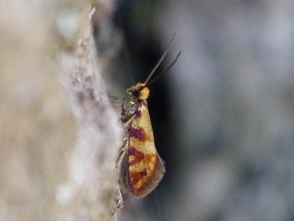 Micropterix tunbergella &copy; BARBIER Simon