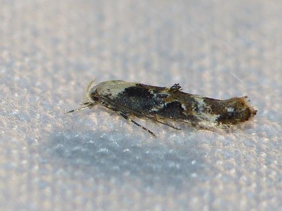 Mompha propinquella &copy; BARBIER Simon