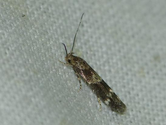 Mompha subbistrigella &copy; BARBIER Simon