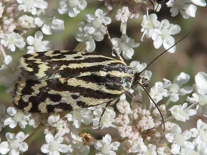 Emmelia trabealis &copy; MAILLIER Sébastien
