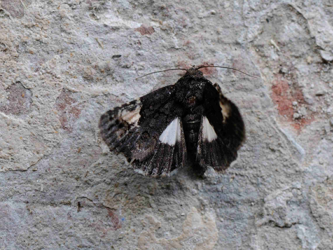 Aedia funesta &copy; MATHOT William