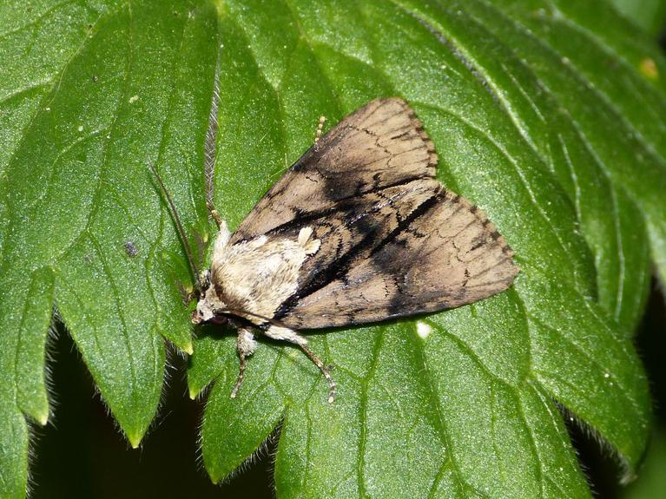 Acronicta alni &copy; BARBIER Simon