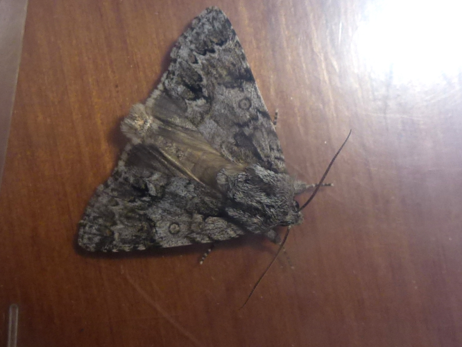 Acronicta auricoma &copy; MAILLIER Sébastien