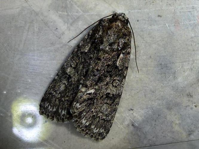 Acronicta rumicis &copy; MAILLIER Sébastien