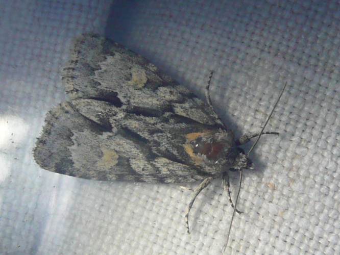 Acronicta strigosa &copy; MAILLIER Sébastien