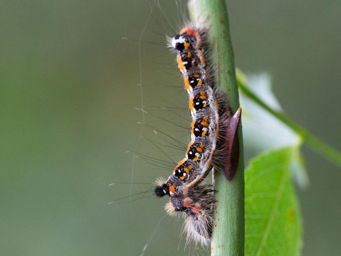 Acronicta tridens &copy; TONDELLIER Bruno