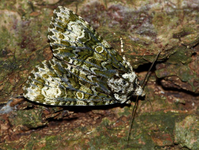 Craniophora ligustri &copy; BARBIER Simon