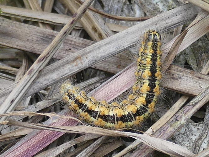 Simyra albovenosa &copy; ADAM David