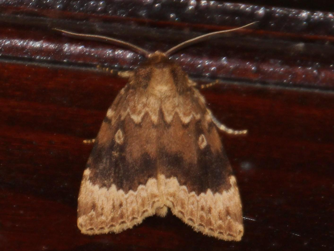 Amphipyra perflua &copy; CAGNIARD Dominique