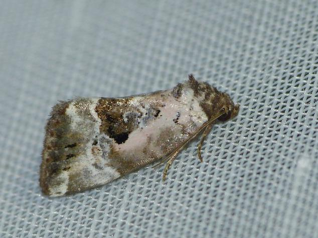 Elaphria venustula &copy; BARBIER Simon