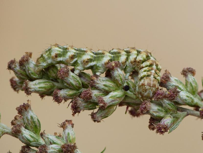 Cucullia absinthii &copy; BARBIER Simon