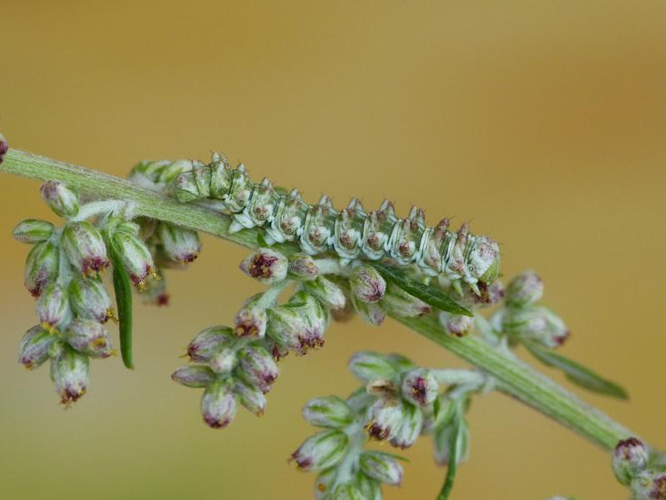 Cucullia artemisiae &copy; BARBIER Simon