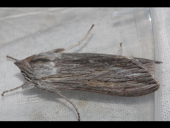 Cucullia umbratica &copy; DANTEN Benoit