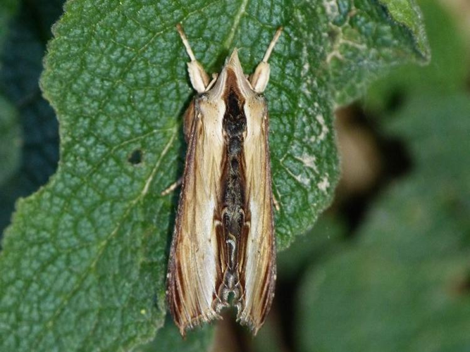 Shargacucullia verbasci &copy; BARBIER Simon