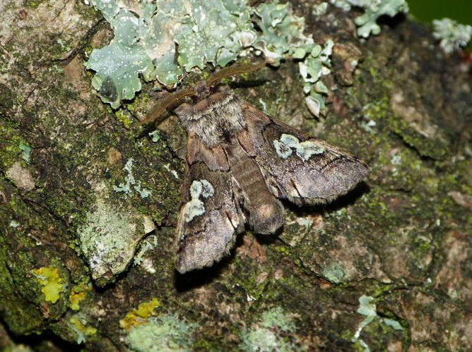 Diloba caeruleocephala &copy; BARBIER Simon
