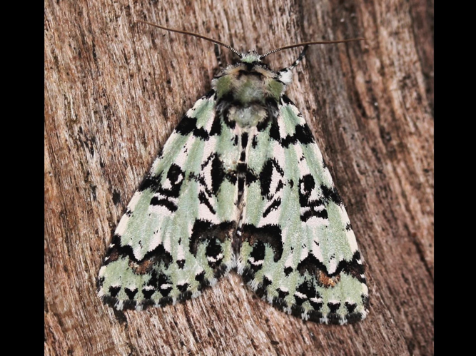 Moma alpium &copy; LETHEVE Xavier