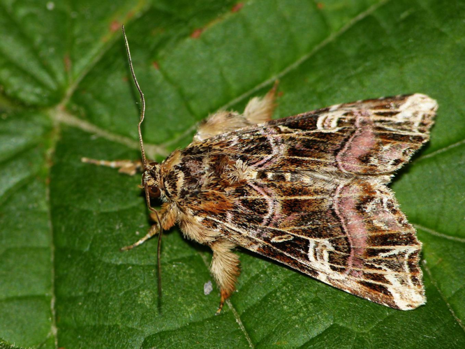 Callopistria juventina &copy; BARBIER Simon