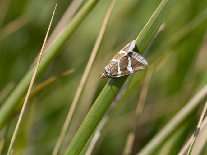 Deltote bankiana &copy; TONDELLIER Bruno