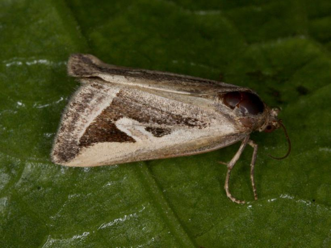 Lithacodia uncula &copy; LETHEVE Xavier