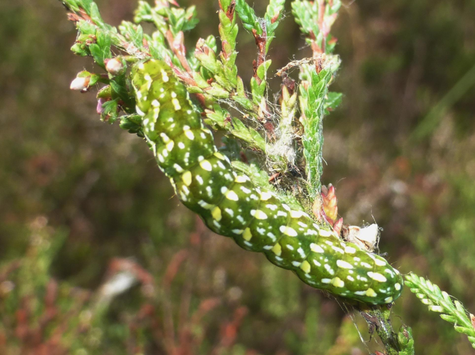 Anarta myrtilli &copy; LETHEVE Xavier