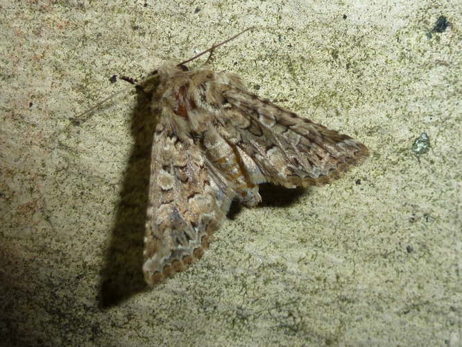 Hadena perplexa &copy; MAILLIER Sébastien