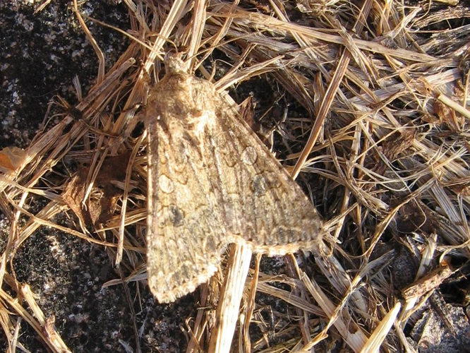 Hadula trifolii &copy; LETHEVE Xavier