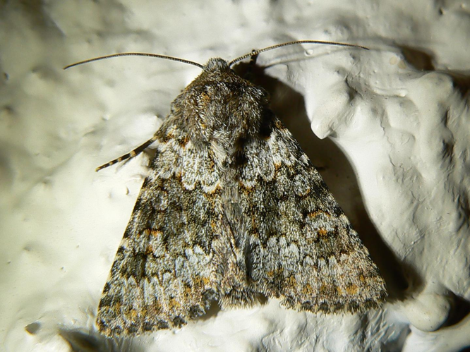 Hecatera dysodea &copy; DEROZIER Carole