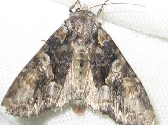 Lacanobia contigua &copy; LETHEVE Xavier